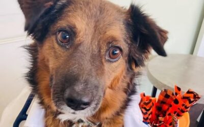 The Anxious Dog Who Built an Urgent Veterinary Clinic in Edmond, Oklahoma