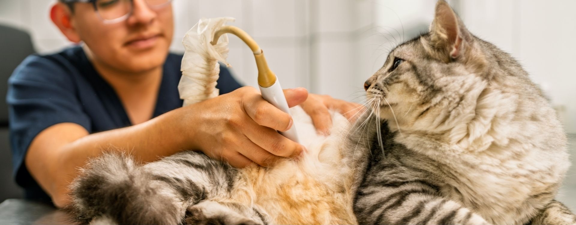 Cat having an ultrasound performed by veterinary staff