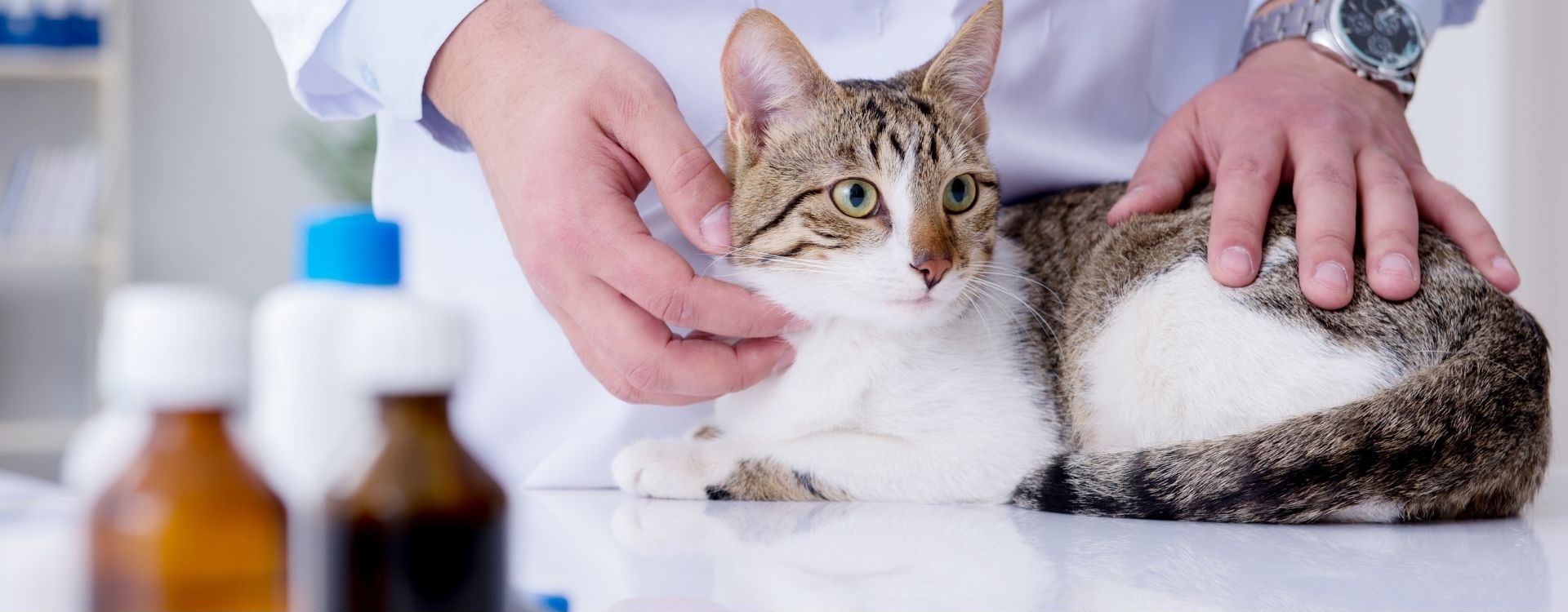 Cat sitting on an exam table with medications, being held by a vet
