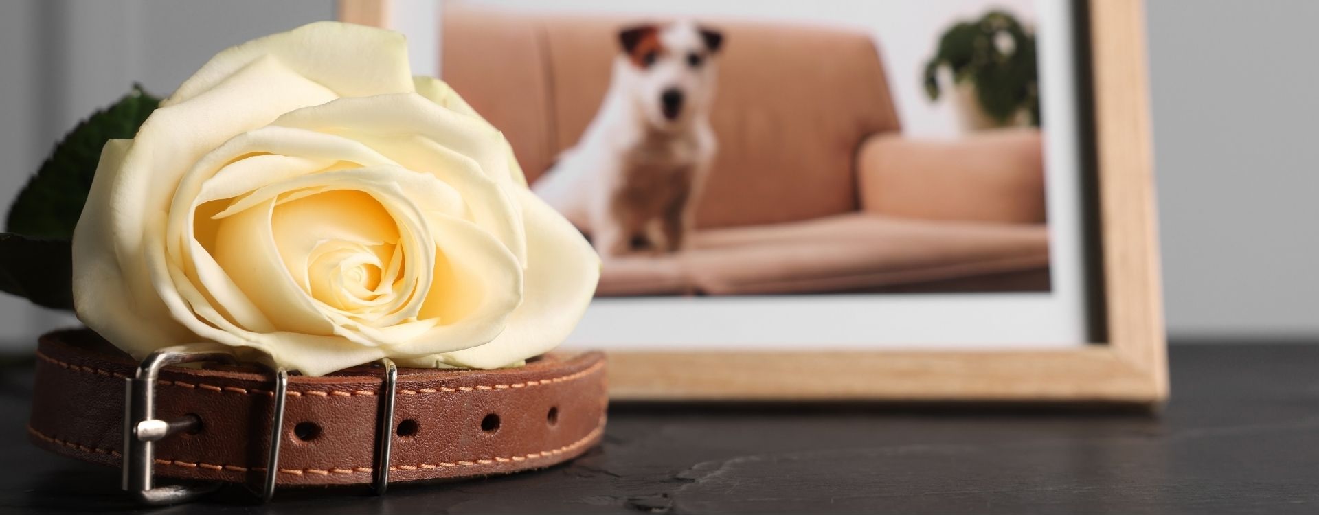 Collar, rose and picture of a dog sitting on a table
