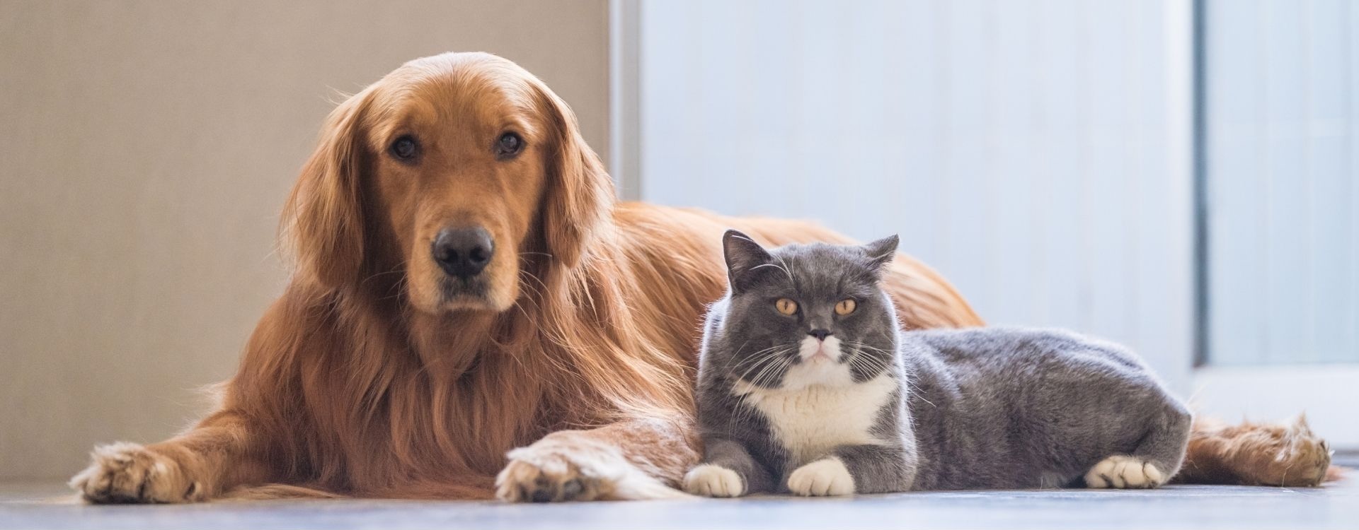 Dog and cat laying on the floor together