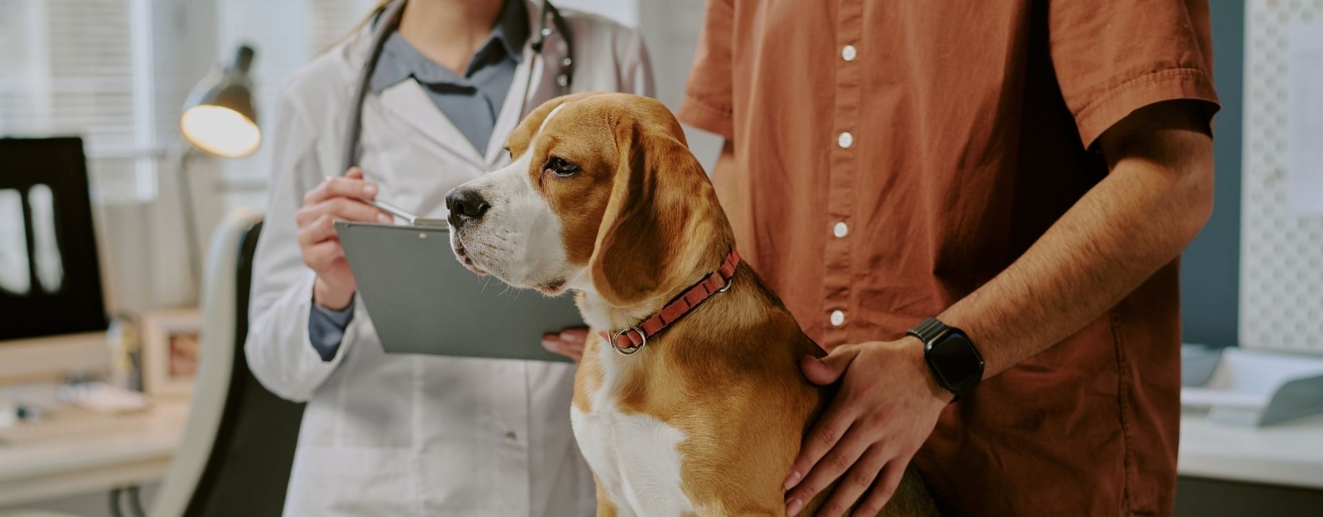 Dog sitting at the vet with a man and veterinarian