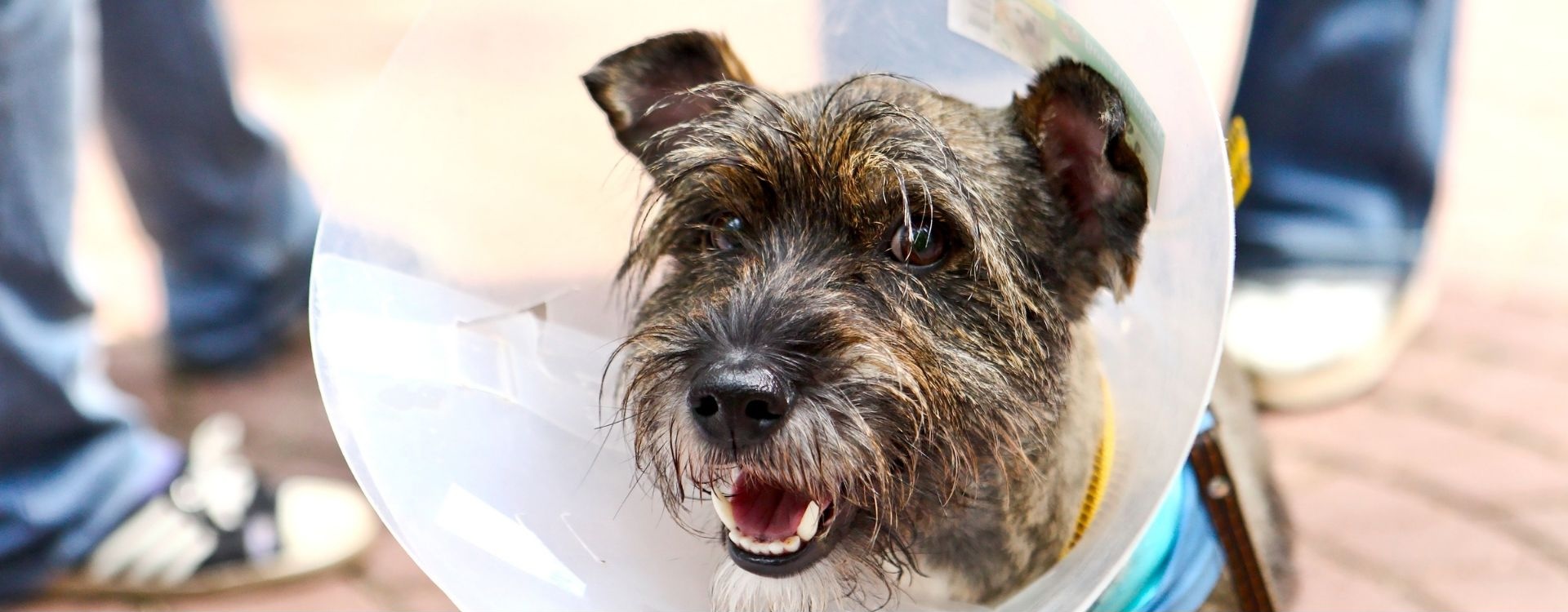 Dog in a surgery cone