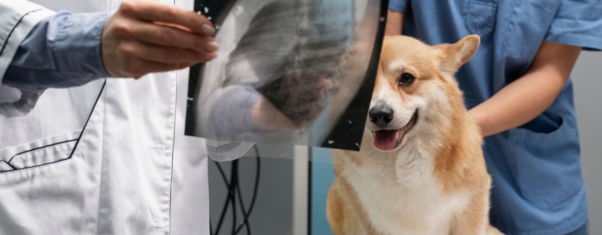 Dog sitting on an exam table while veterinary staff examine an xray