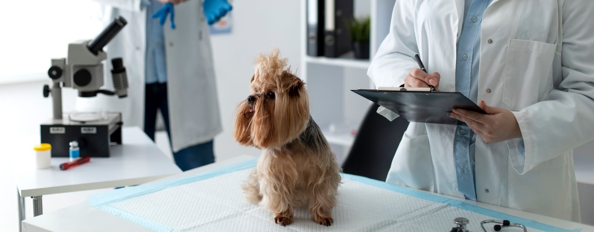 Small do sitting next to a microscope with veterinary staff