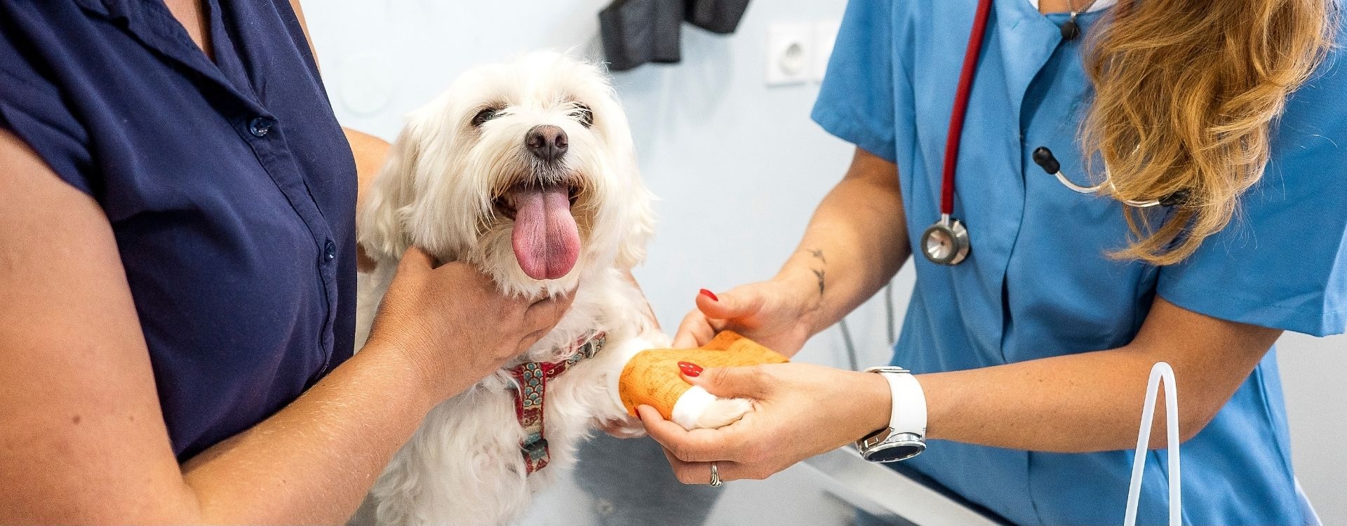 Small dog getting its leg bandaged