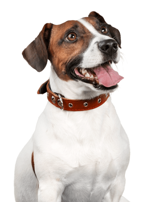 Small dog in a red collar