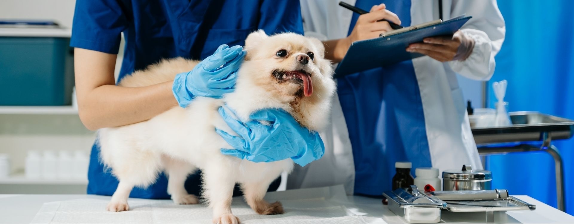 Veterinary staff working with a small dog