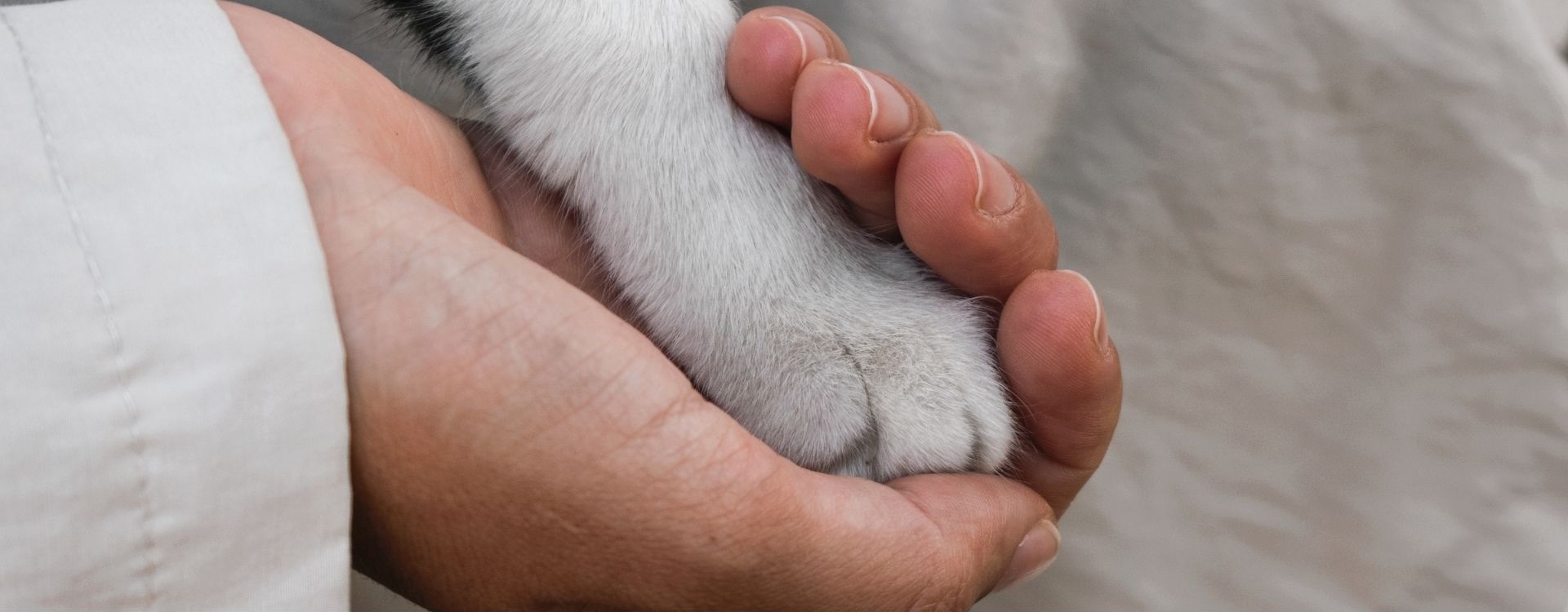 Woman holding a cat's paw