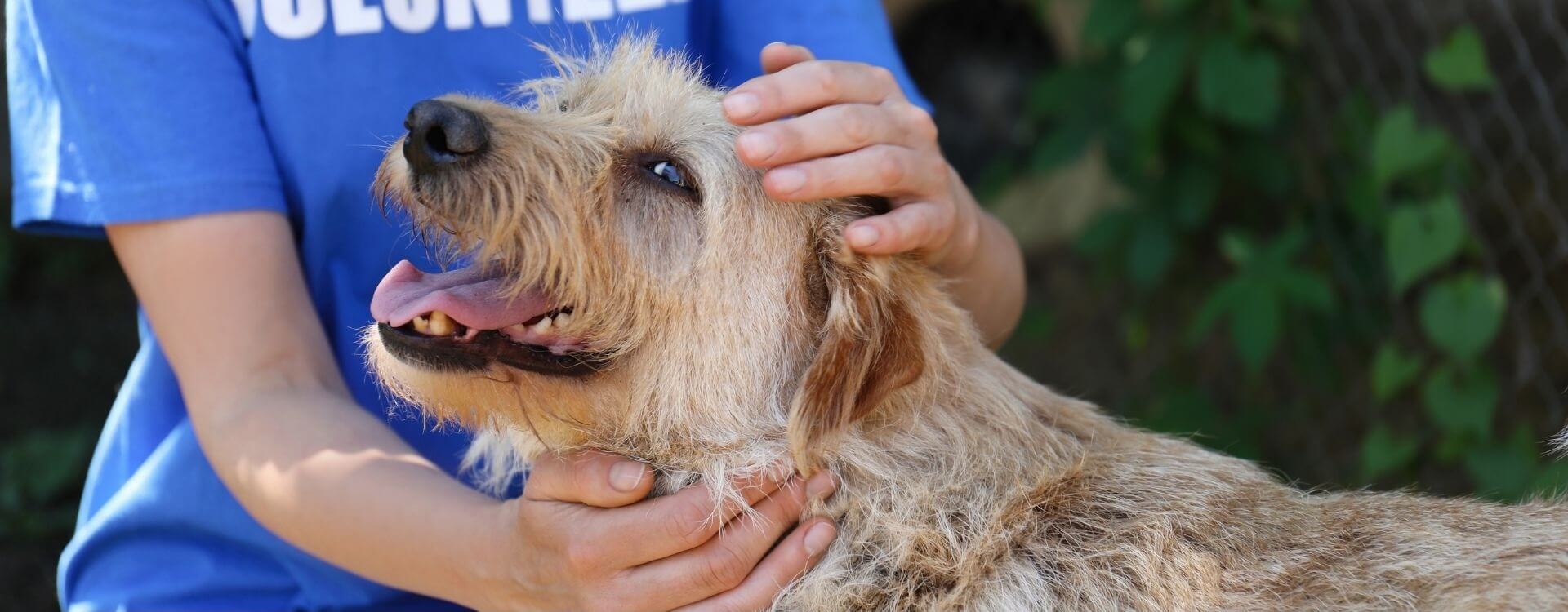 Dog being pet by a volunteer