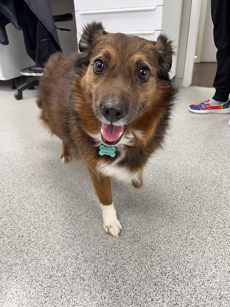 Oklahoma Animal Urgent Care founder’s anxious Australian Shepherd who inspired a less-stressful environment for pets & owners.