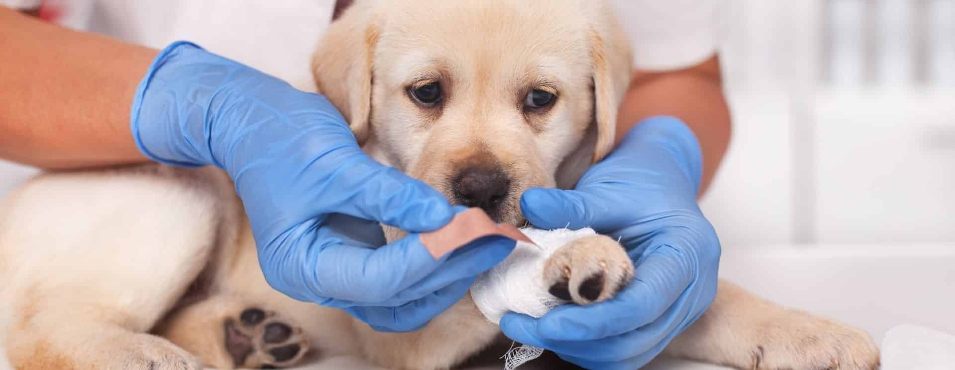 Puppy getting its leg bandaged