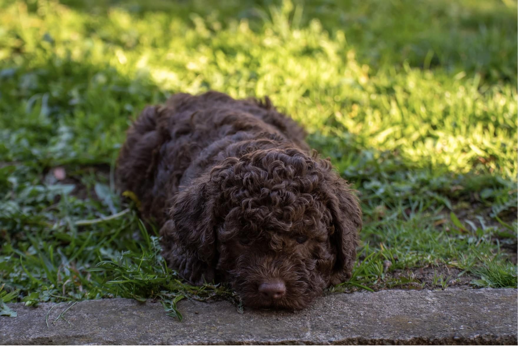 puppy in green grass representing parvovirus risk in dogs during spring