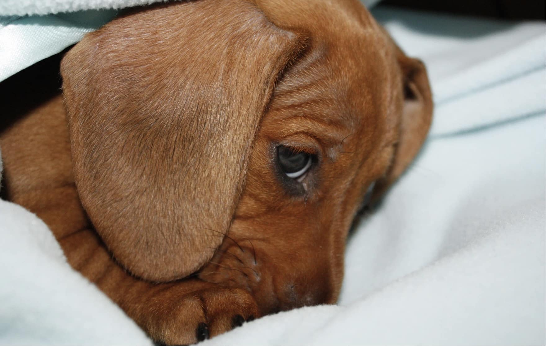 Puppy resting in bed showing symptoms of parvo in dogs