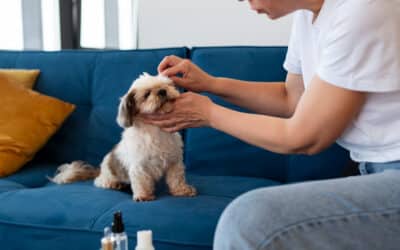 Scratch, Scratch, Shake: Why Are My Pet’s Ears Itchy?