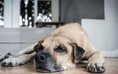 Ouch! What’s That Lump? Understanding Abscesses in pets