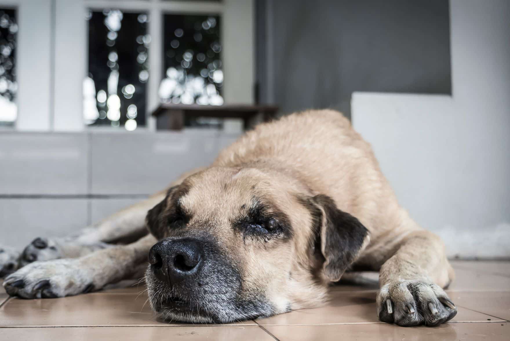 dog lying on a near a bowl of dry food