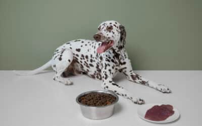 Pet Not Eating or Drinking: Causes, Warning Signs & What to Do